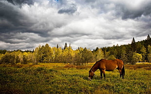 brown horse on green field