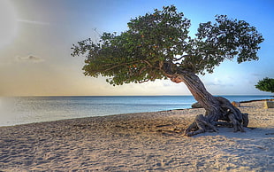 green tree near seashore, Aruba, beach, trees, sea