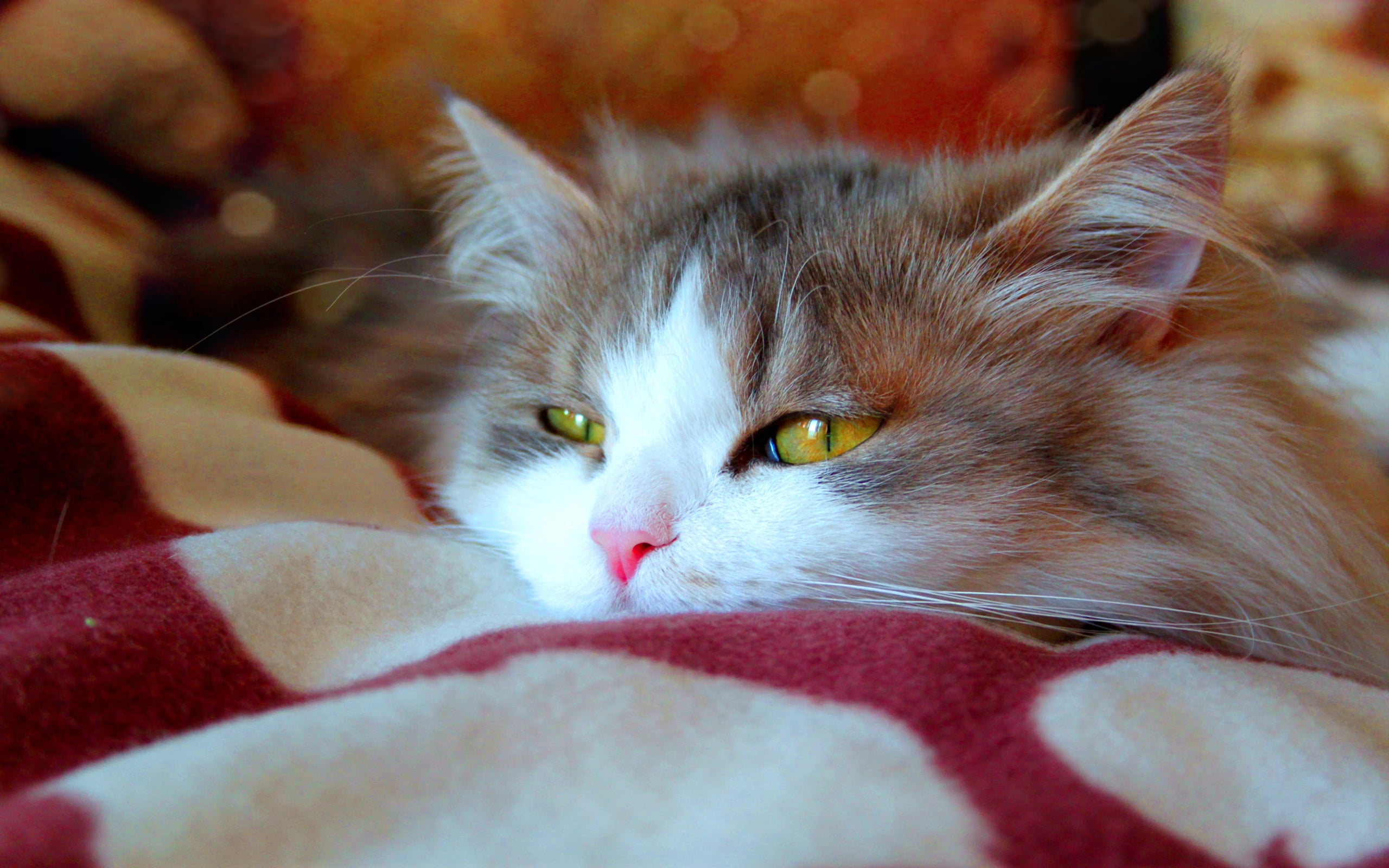 Persian cat lying on bed