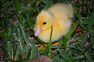 duckling on grasses