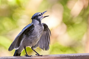gray and black humming bird