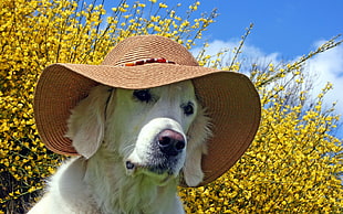 white labrador wearing brown sun hat near yellow flowers