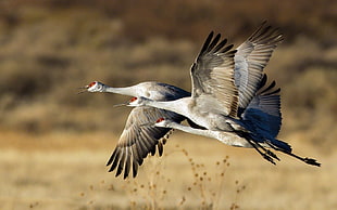 bokeh photo of flying geese