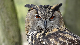 macro photography of brown,beige and black owl