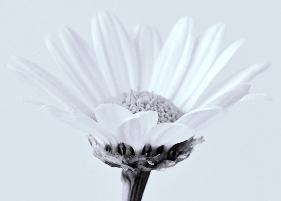 closeup photo of white petaled flower HD wallpaper
