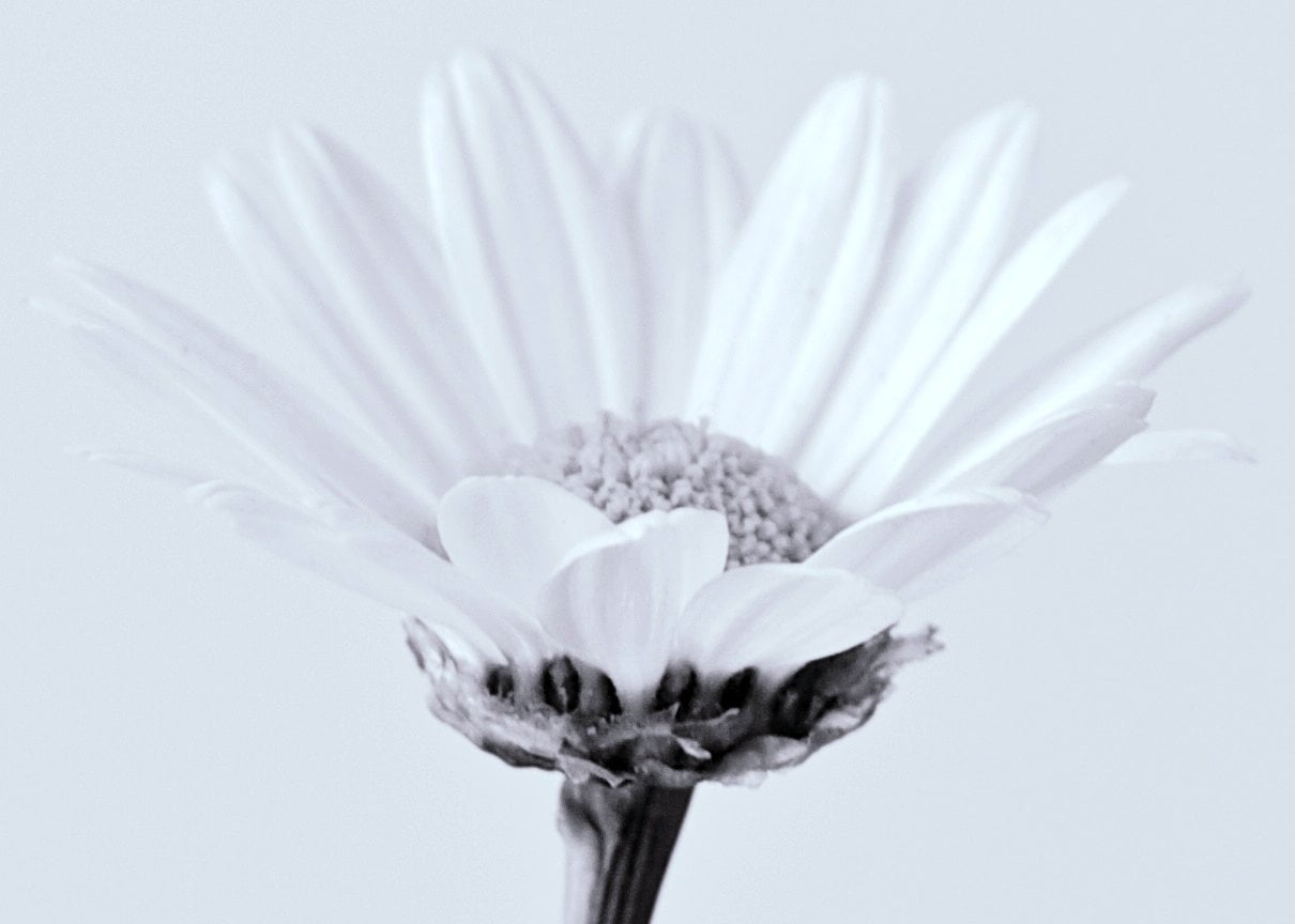 closeup photo of white petaled flower