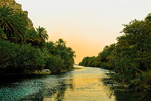 green forest in between of river during sunset