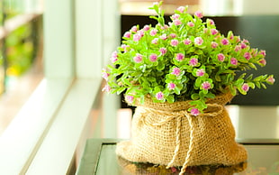 pink artificial flower in brown sack on table beside window HD wallpaper