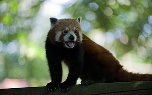 tilt shift lens photography of brown animal HD wallpaper