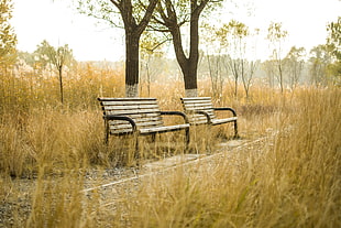 two brown wooden benches surrounded by brown grass