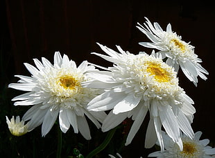 white Gerbera Daisies in bloom close-up photo