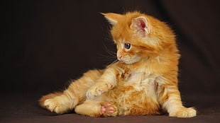 brown and white tabby kitten