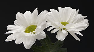 two white cluster petaled flowers
