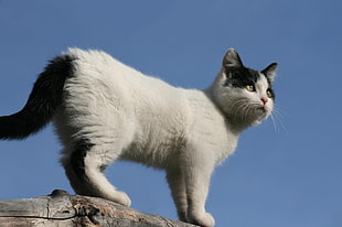 photo of white and black cat