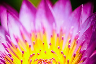 purple and yellow flower photography