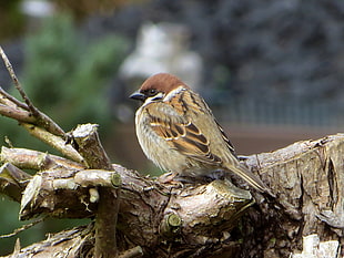sparrow on tree