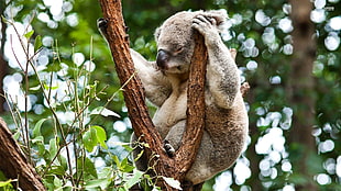 adult koala
