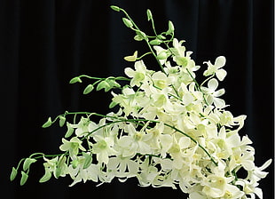 white orchid flowers with black background