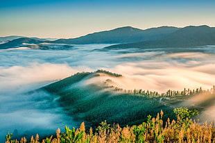 green and black mountains covered by fogs at daytime, parrot HD wallpaper