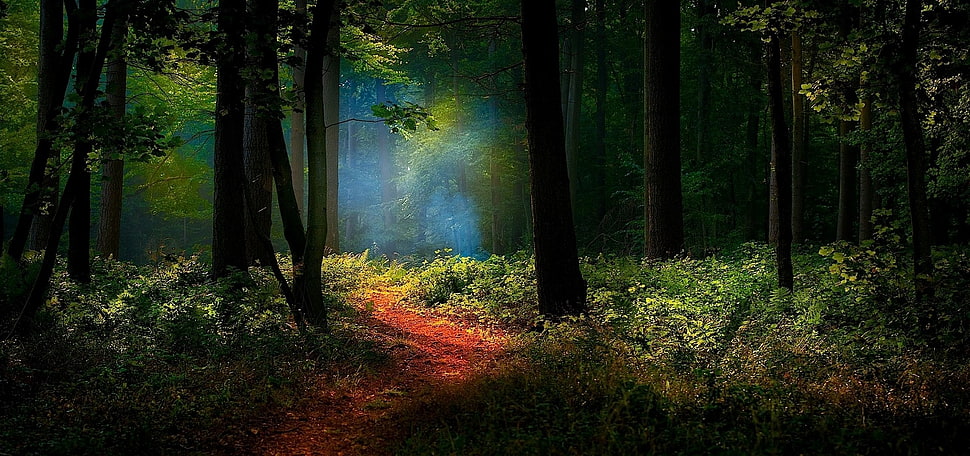 green trees painting, nature, landscape, path, forest HD wallpaper