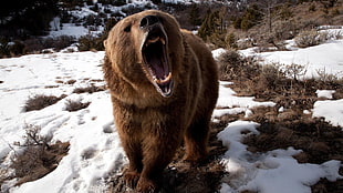 brown bear, bears, nature, animals, teeth HD wallpaper