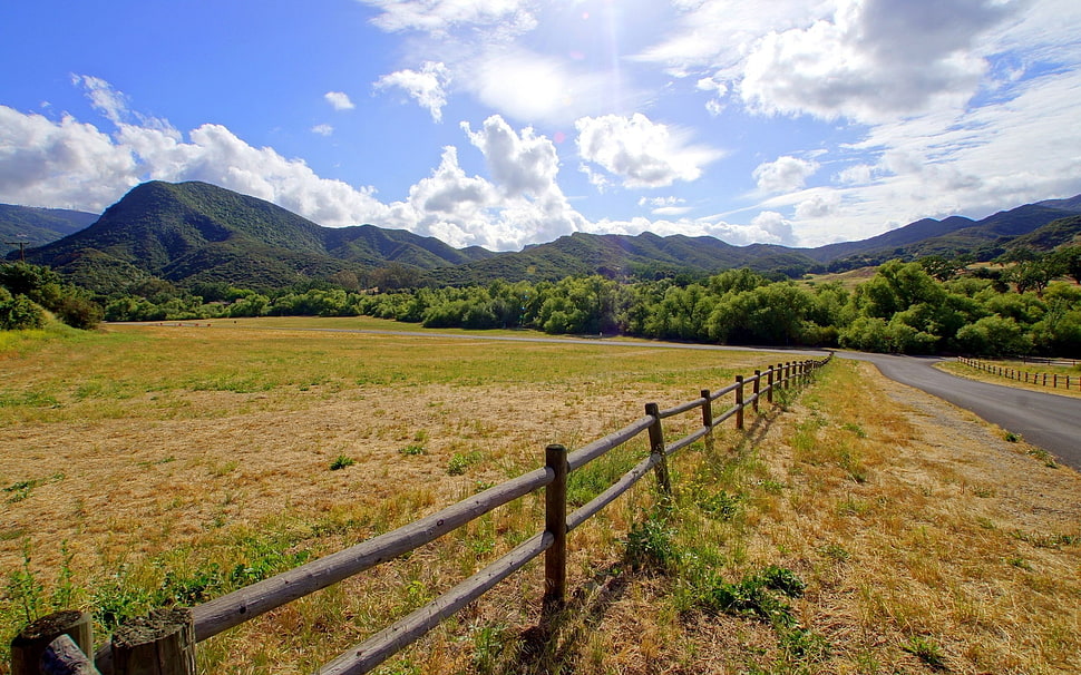 green and brown grass field HD wallpaper