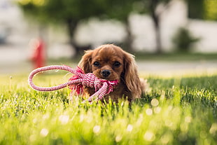 closeup photo of ruby Cavalier King Charles spaniel puppy bits red and white rope on green grass field during daytime HD wallpaper