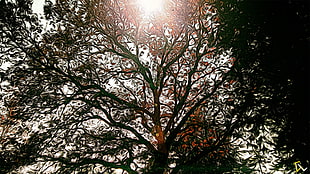 brown tree, nature, sun rays, Photoshop, Sun HD wallpaper