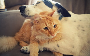 orange tabby cat beside adult short-coated white dog