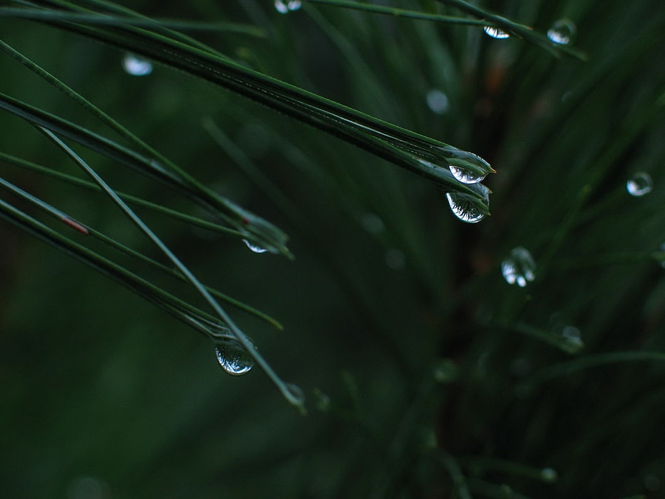 water dew on elongated leaves HD wallpaper