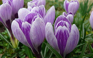 selective focus of purple-and-white Crocus flower photography