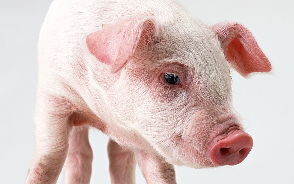 selective focus of white piglet face HD wallpaper
