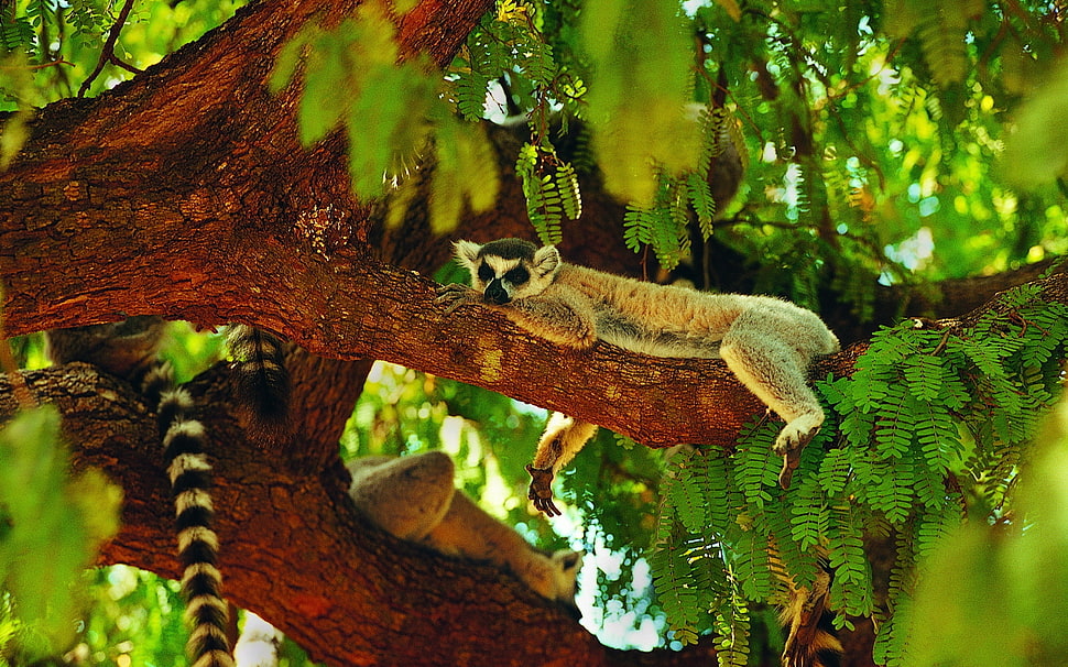 Lemur laying on brown tree branch HD wallpaper