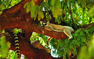 Lemur laying on brown tree branch HD wallpaper