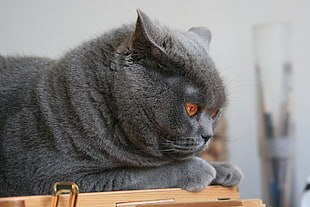 selective focus photography of long-fur grey cat HD wallpaper