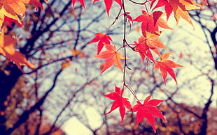 shallow focus photography of red and orange maple leaves HD wallpaper