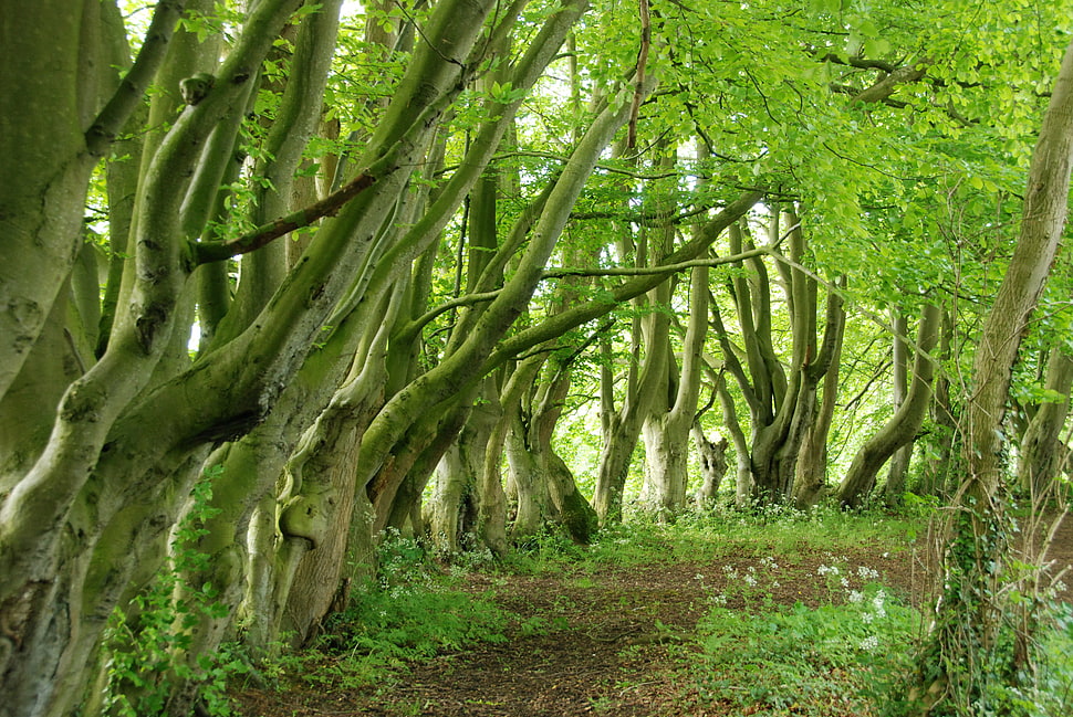 green leaf trees on grassy field with rough road HD wallpaper