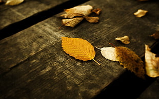 brown leaf on brown wooden surface, fall, leaves, wood