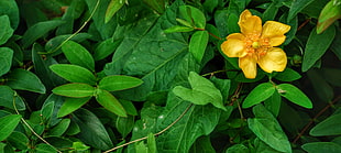 yellow petaled flower, Anemone, Flower, Leaves