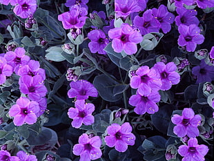 purple Poppy flowers HD wallpaper