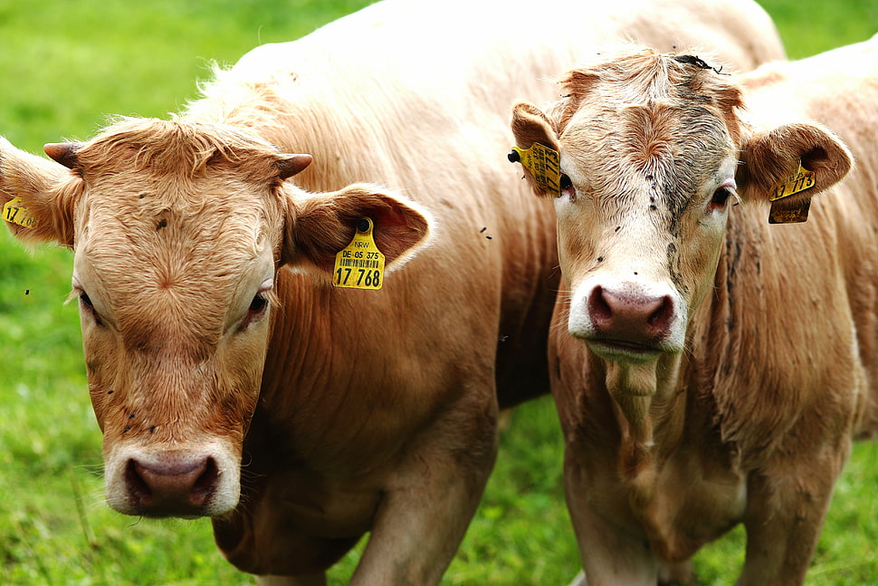 two brown cows, germany HD wallpaper