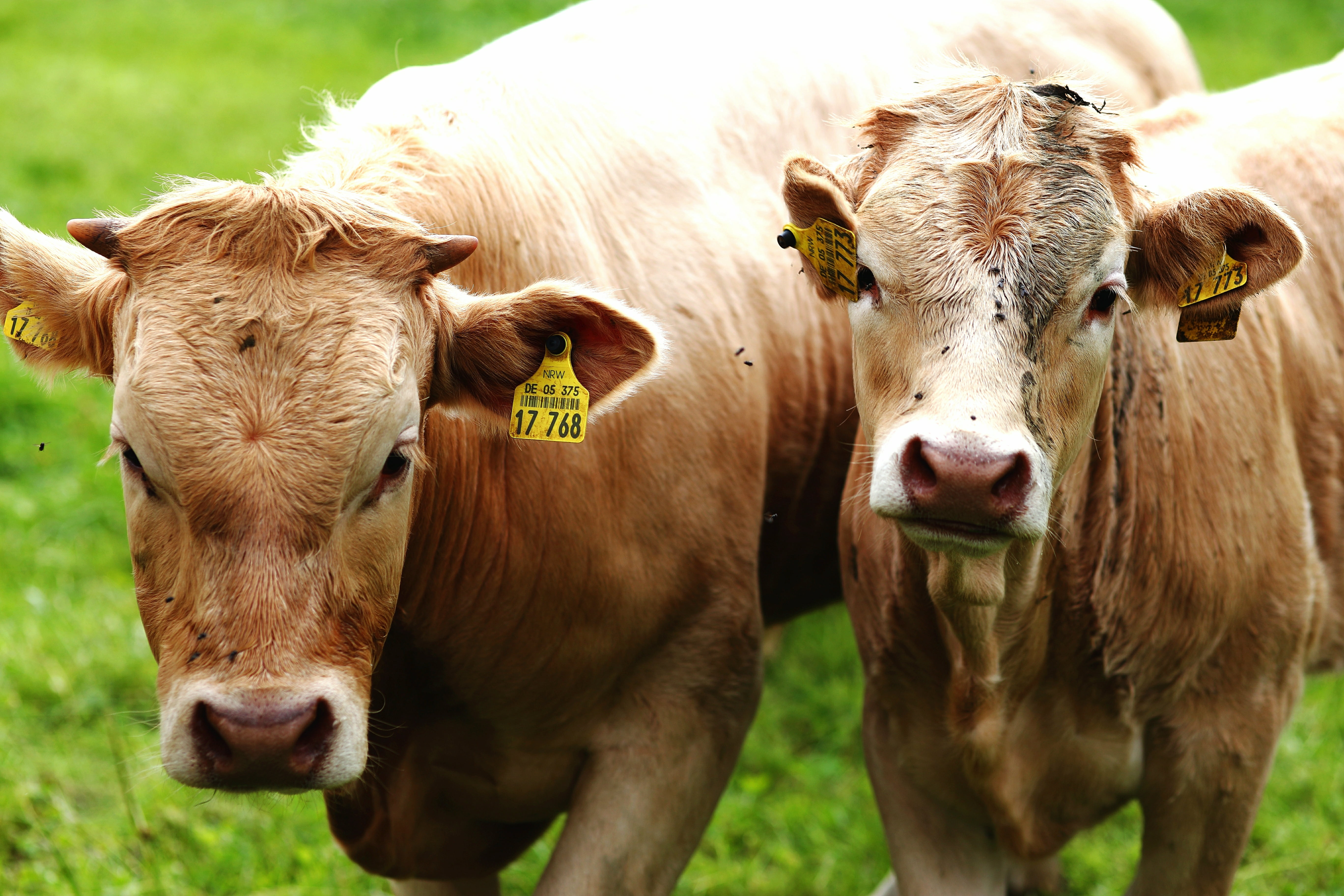 two brown cows, germany