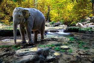 elephant near lake on a sunny day HD wallpaper