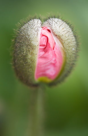 selective photography of green and pink flower bud
