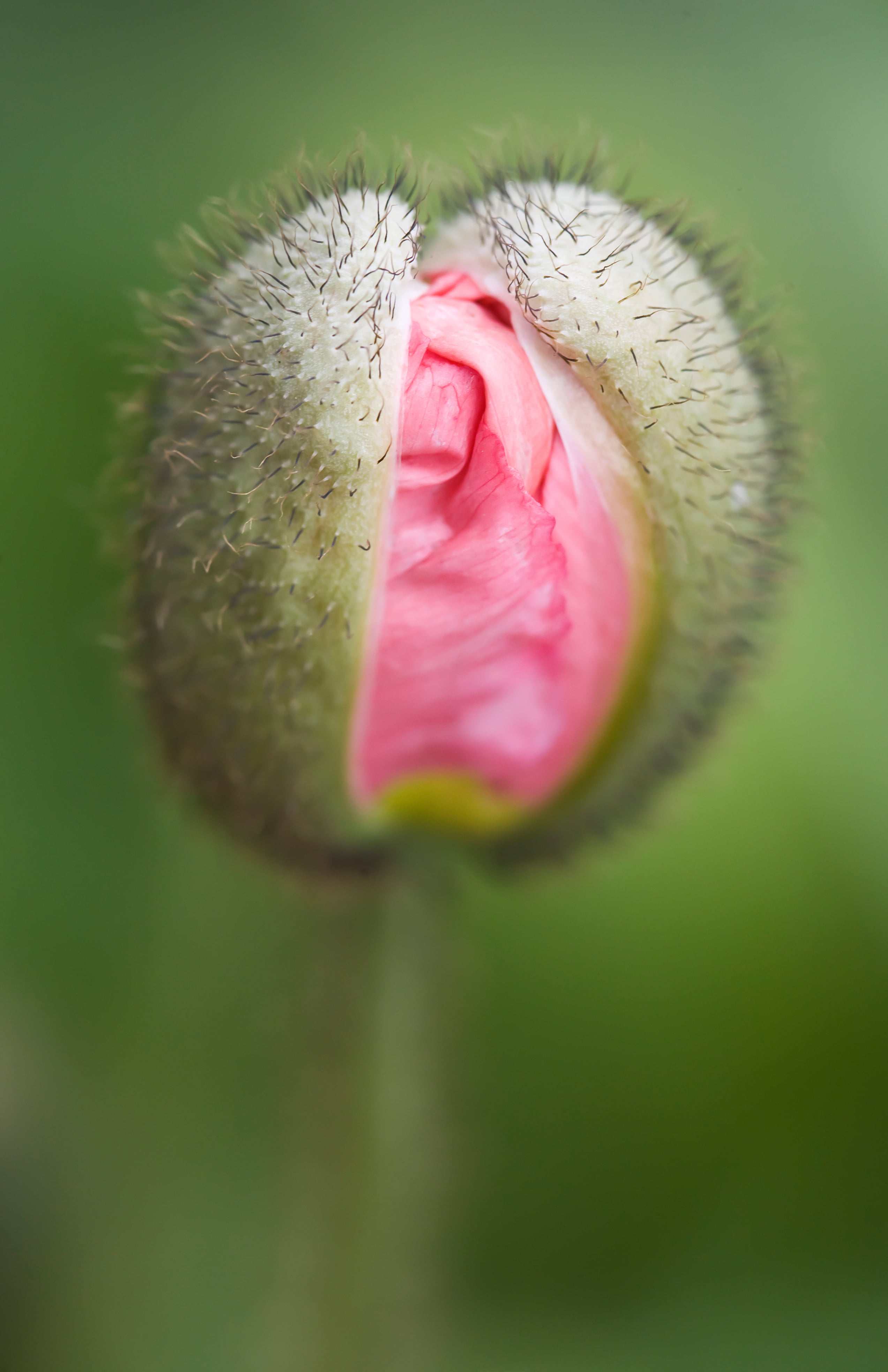 selective photography of green and pink flower bud
