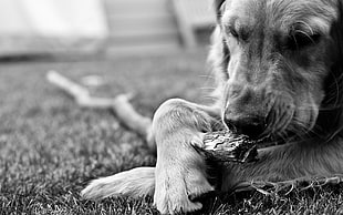 grayscale photography of golden retriever eating food on grass field