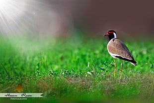 selective focus photography of brown and black feathered bird on green grass looking towards the sunlight