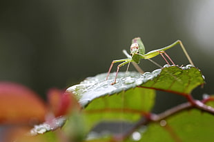 focus photography of green mantis, katy