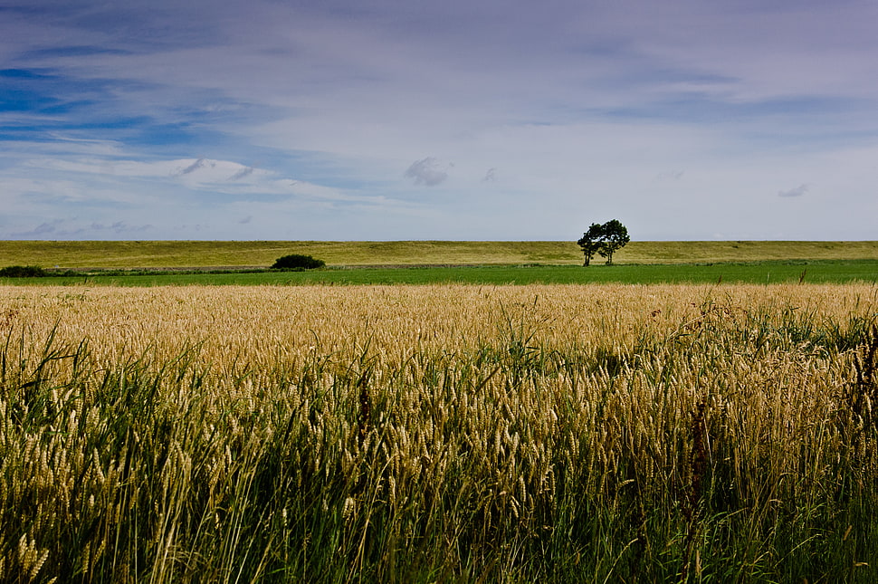 wheat field and bare tree at distance under white clouds HD wallpaper
