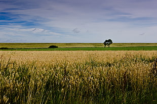 wheat field and bare tree at distance under white clouds